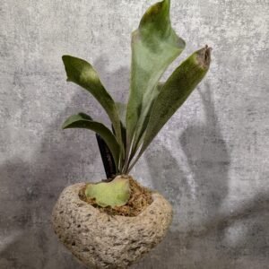 P. In-Jun Sporeling (輕石盤)