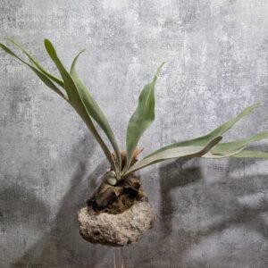 P. Veitchii 銀鹿 (輕石盤)