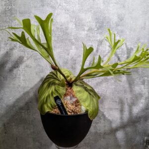 P. Ridleyi 亞猴 (盤)