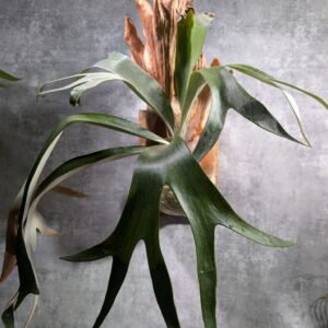 P. Willinckii x Alcicorne 爪哇x馬圓